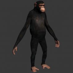 مدل سه بعدی میمون