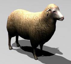 مدل سه بعدی گوسفند
