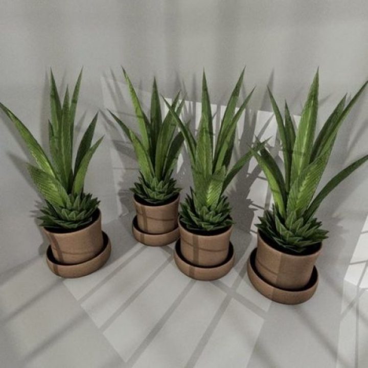 مدل سه بعدی  گیاه آپارتمانی